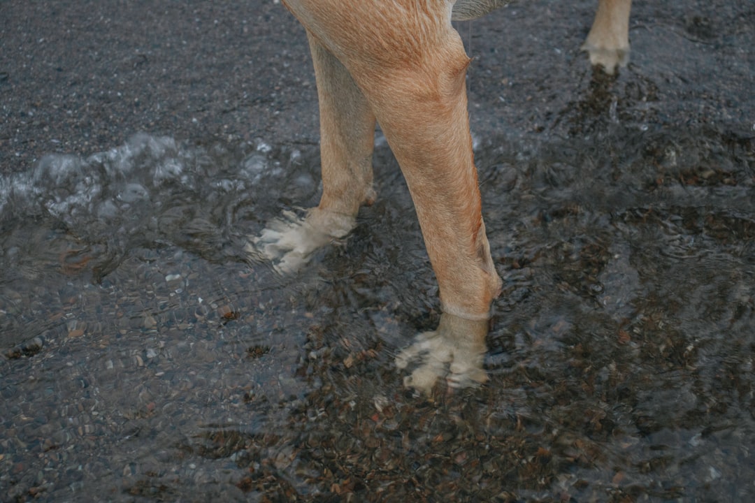 Dog paw cleaner tools and supplies for keeping your pet's feet clean and healthy after walks