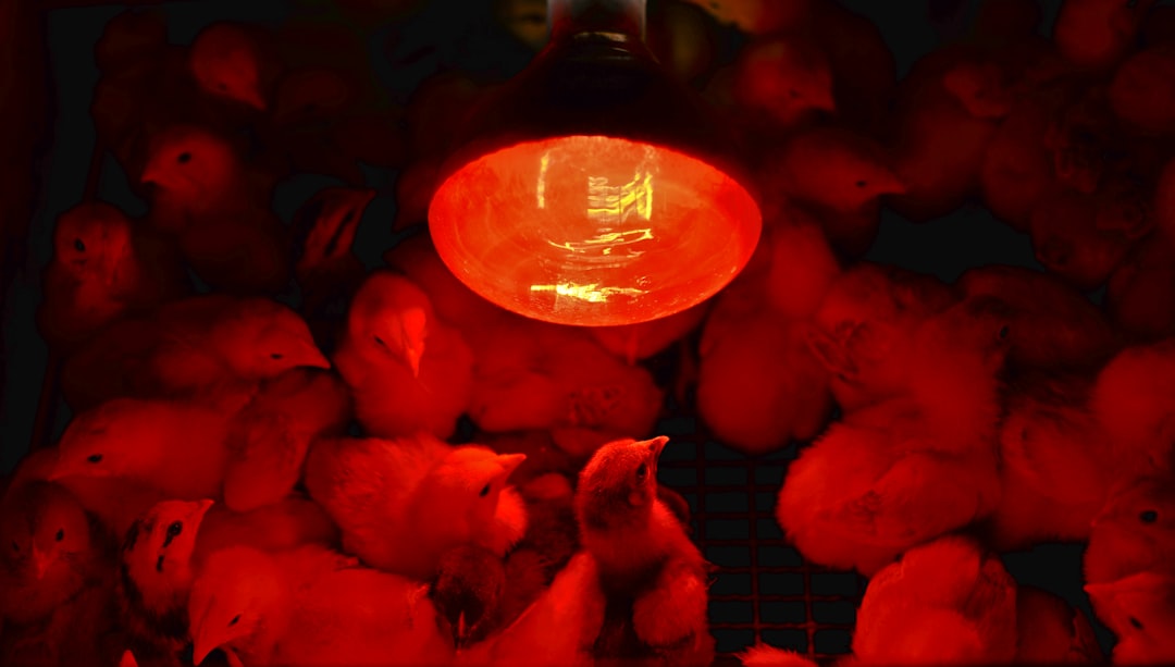 Small pet basking lamps providing essential heat and warmth for reptiles and amphibians