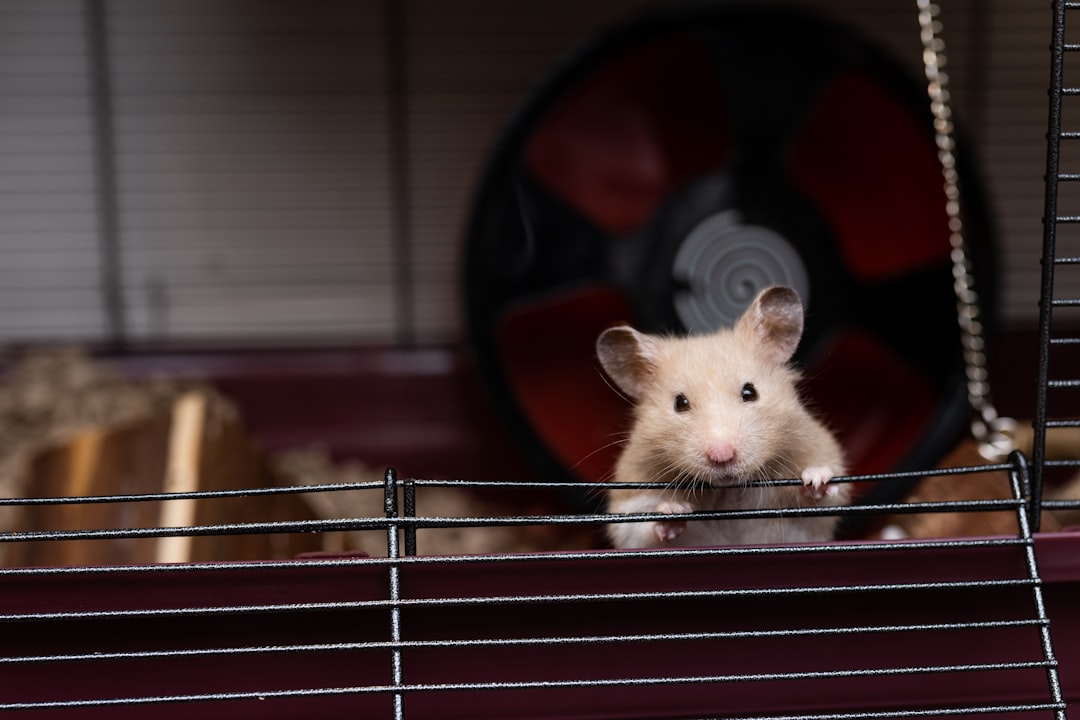 Small pet cleaning supplies and hygiene accessories for rabbits, guinea pigs, and other small animals