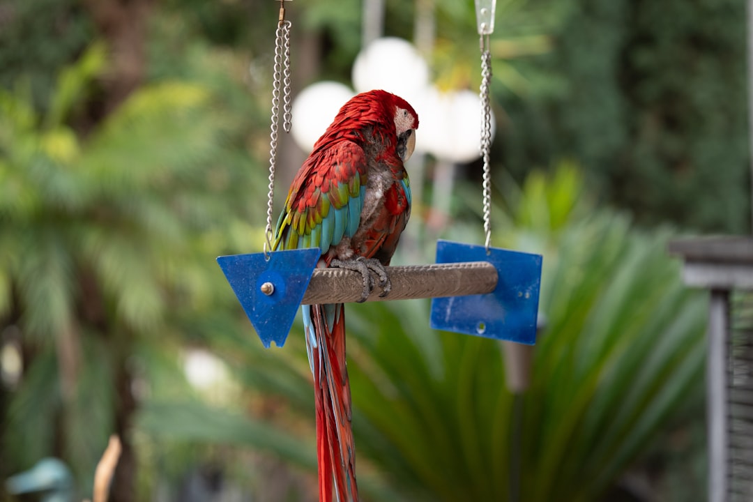 Colorful bird swings and wooden ladders for cage enrichment and active play