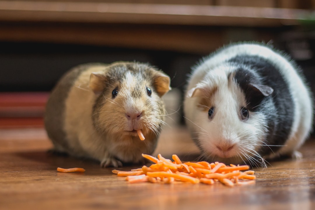 Small pet care essentials including bedding, treats, grooming tools and accessories for rabbits, hamsters a...
