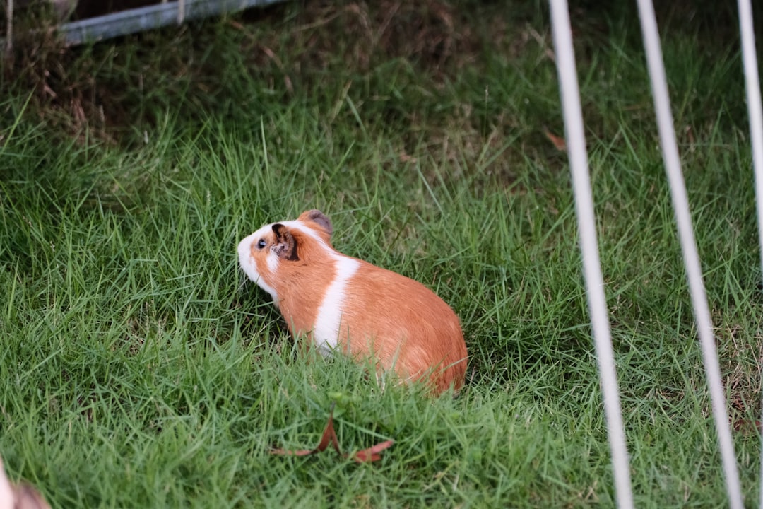 Guinea pig outdoor run enclosure with secure fencing for safe exercise and playtime in yard or garden