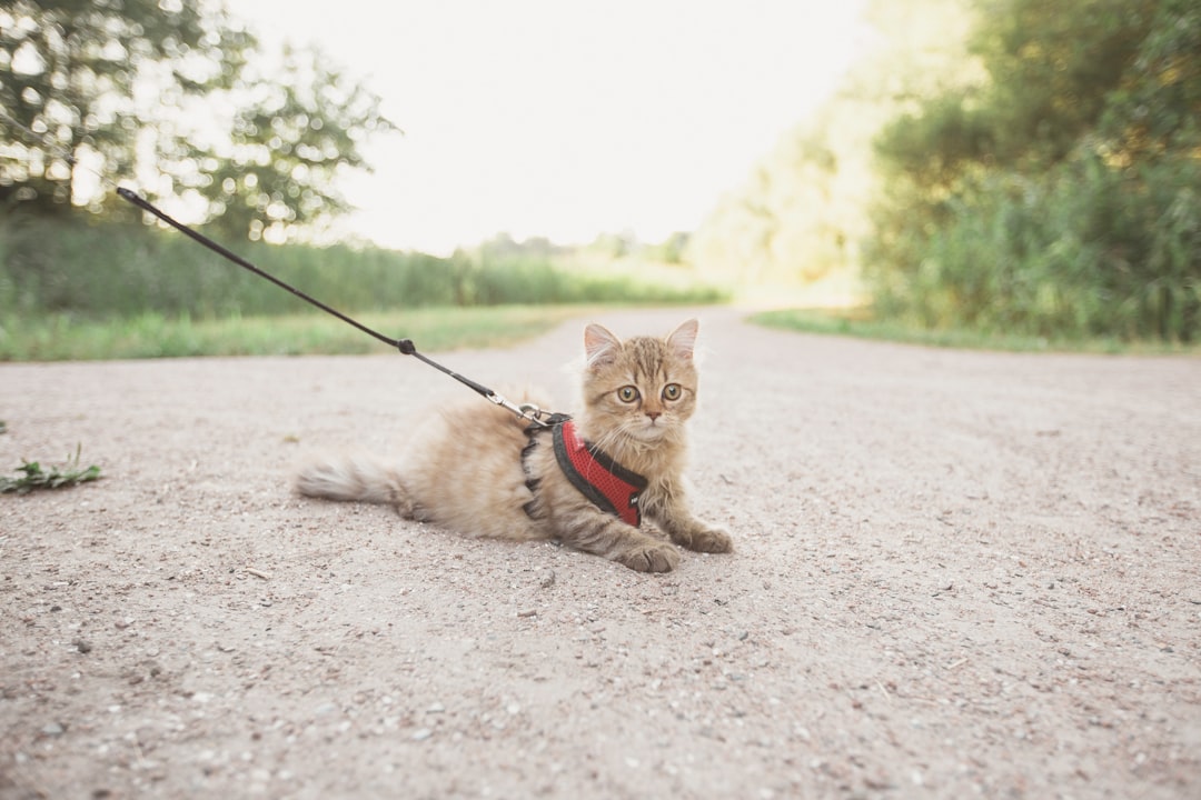 Cat walking on standard leash with collar, perfect for outdoor adventures and safe pet training