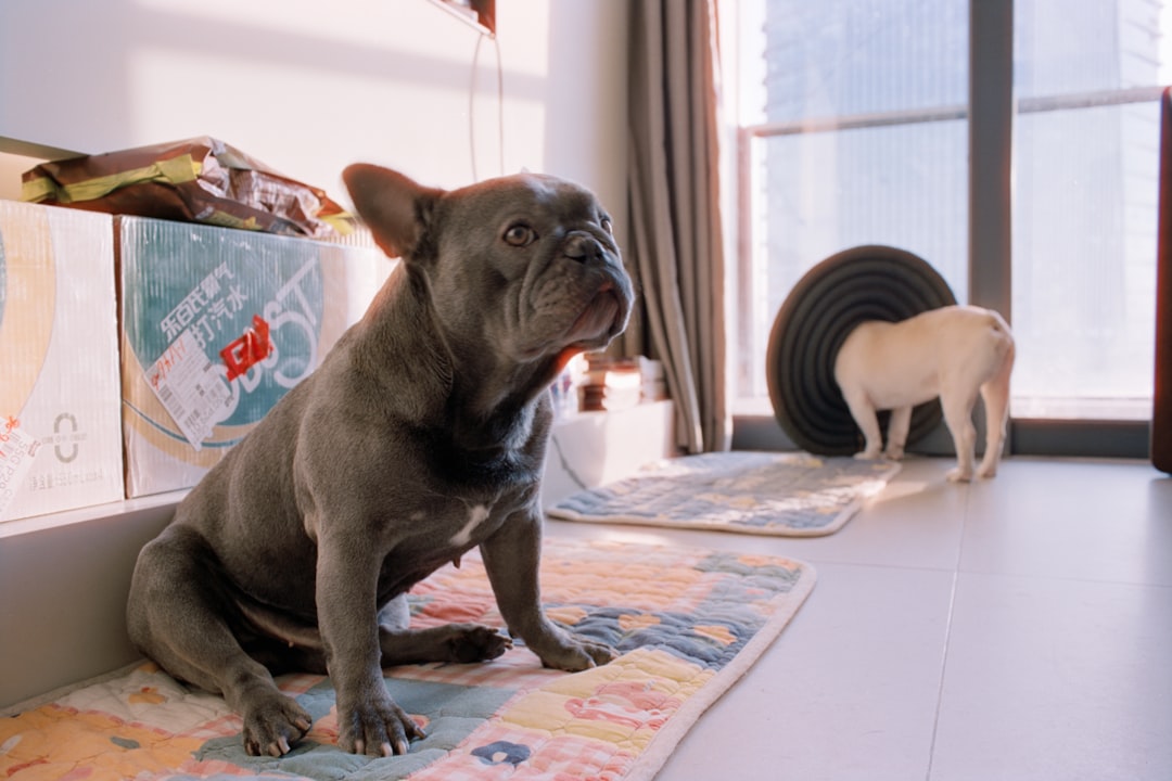 Absorbent pee pads for dog potty training and travel - leak-proof floor protection for puppies and adult dogs