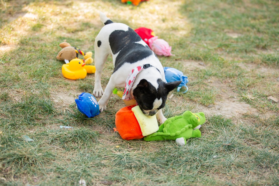 Colorful dog toys and puzzle feeders for mental stimulation and active play