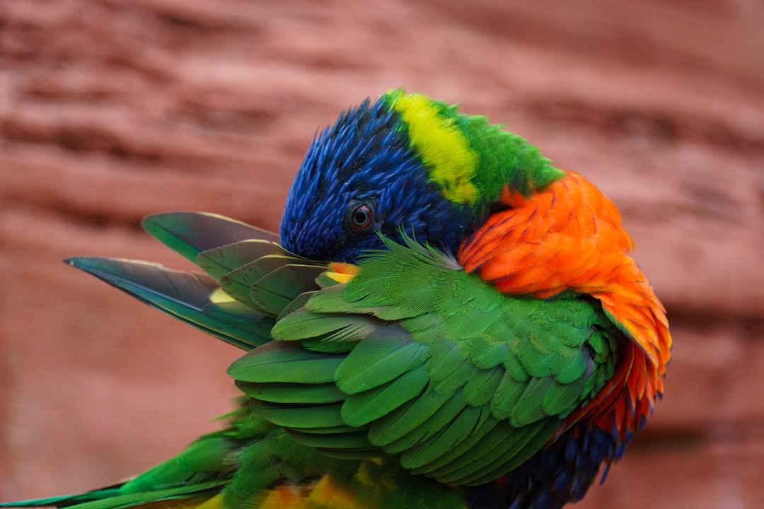 Bird grooming and health supplies including nail clippers, beak conditioners, vitamins and first aid products