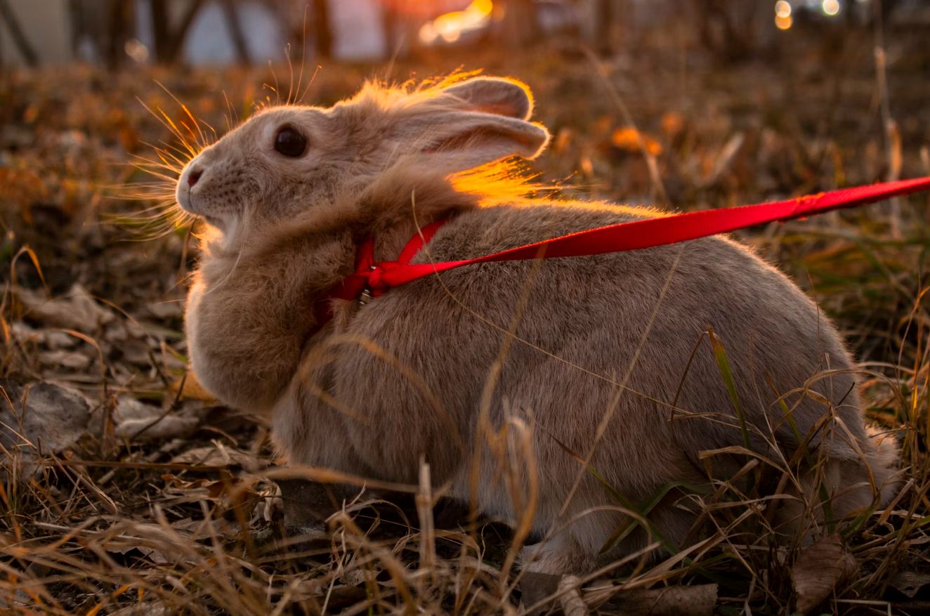 Small pet harnesses and leashes for safe comfortable walks and travel adventures with tiny companions