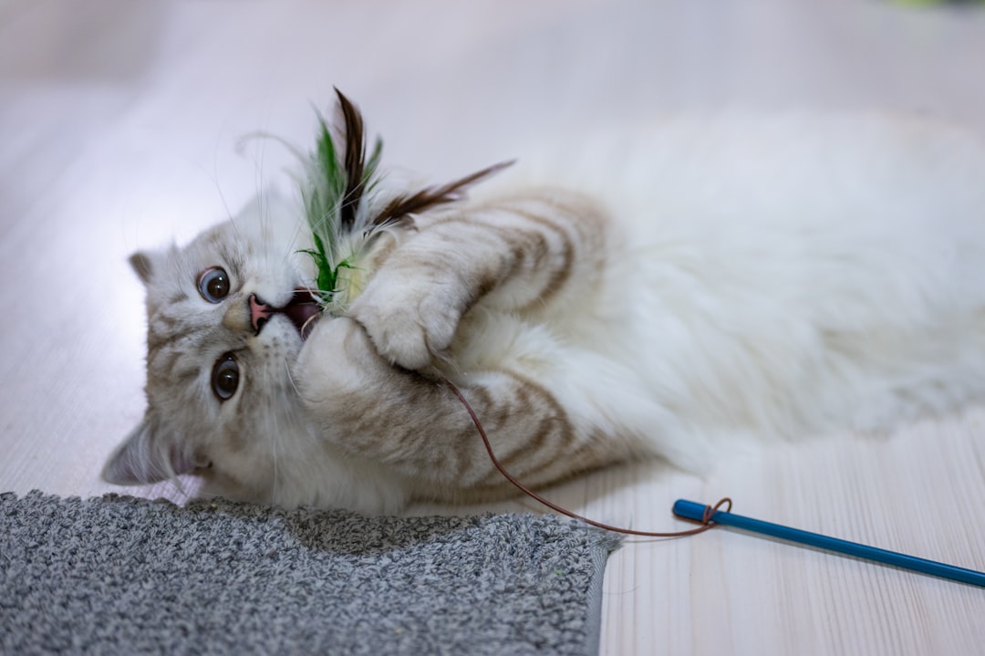 Interactive cat toys and enrichment products to keep indoor cats mentally stimulated and physically active