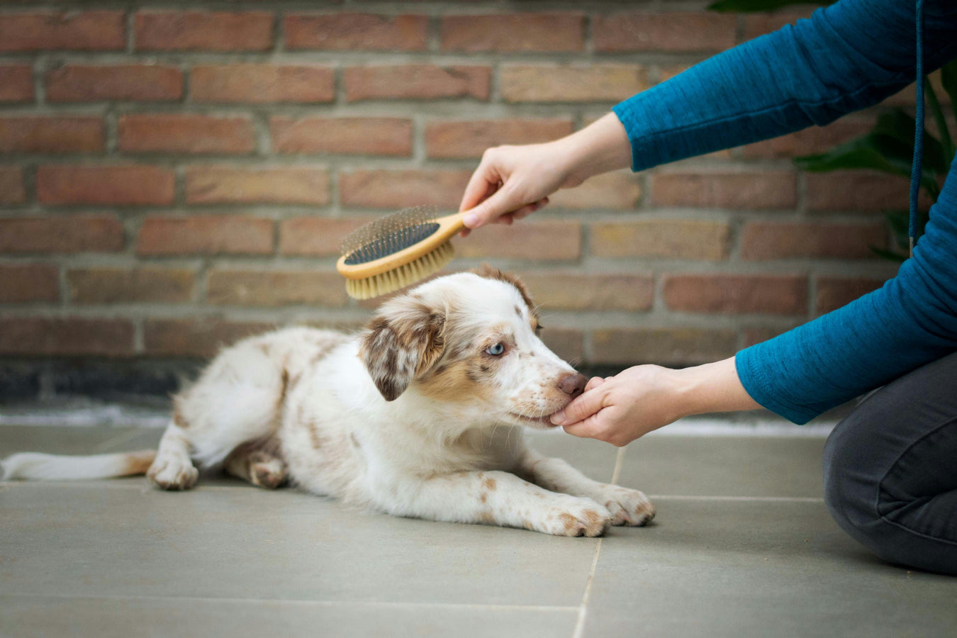 Professional dog brushes and deshedding tools for healthy coat maintenance and grooming at home