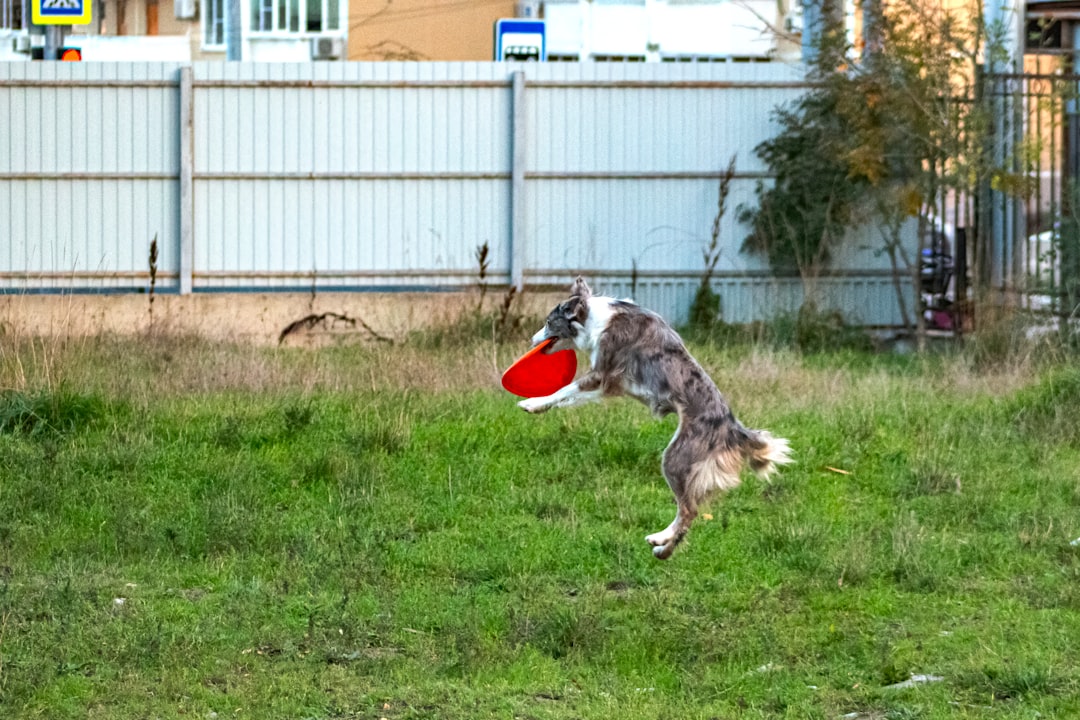 Colorful fetch and tug toys for dogs including rope toys, balls, and frisbees for active play and exercise