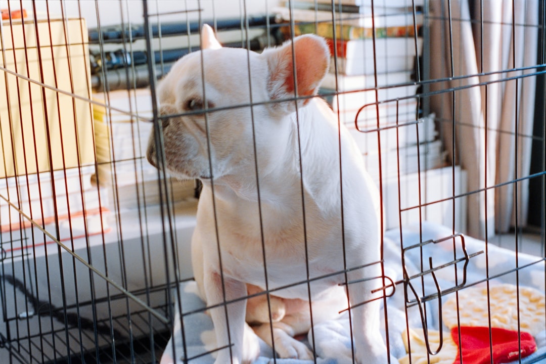 Dog crates and kennels in various sizes for comfortable and secure pet housing and training