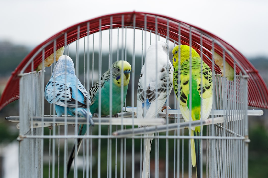 Bird cage liners and cleaning supplies for maintaining healthy feathered pet habitats and environments