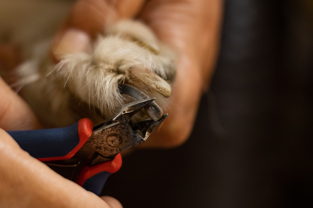 Dog nail clippers and trimming tools for safe at-home pet grooming and paw care