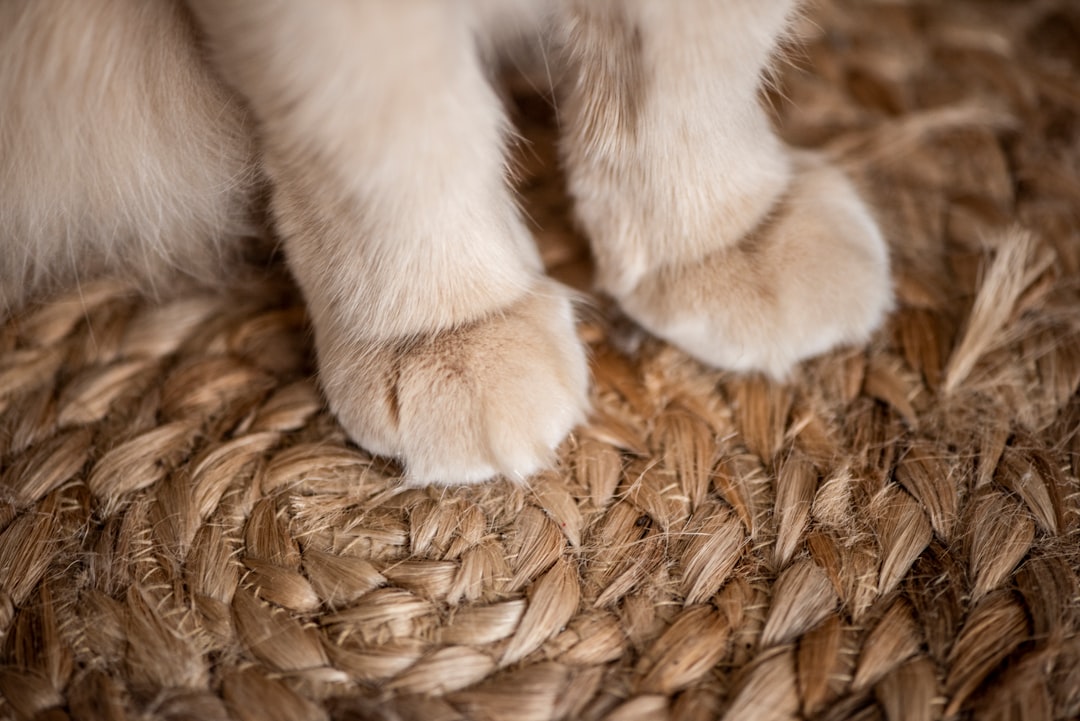 Cat litter mats for keeping floors clean and protecting paws from tracked litter particles
