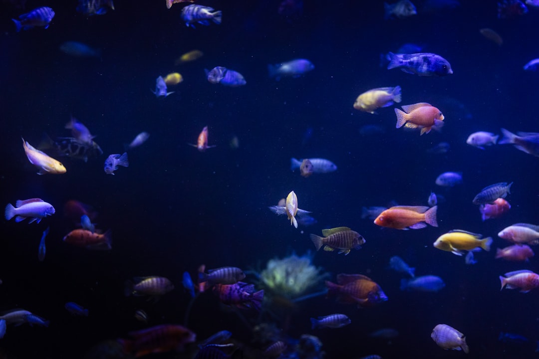 Fish health treatment products and medications for aquarium disease prevention and water quality