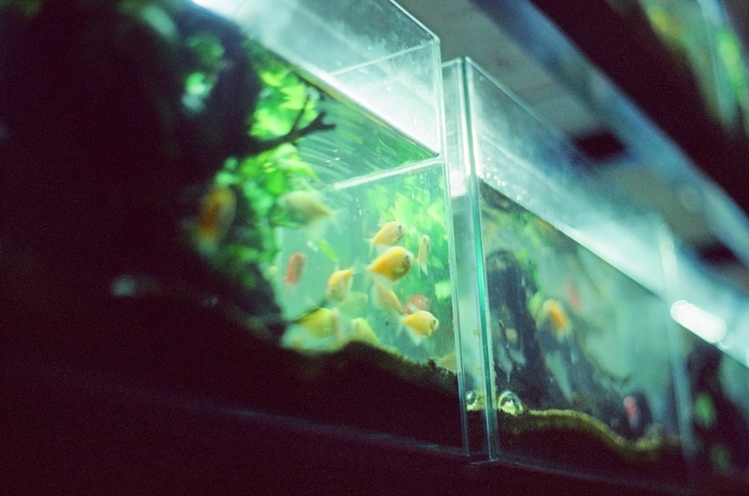 Fish health treatments and medications for aquarium disease prevention and care