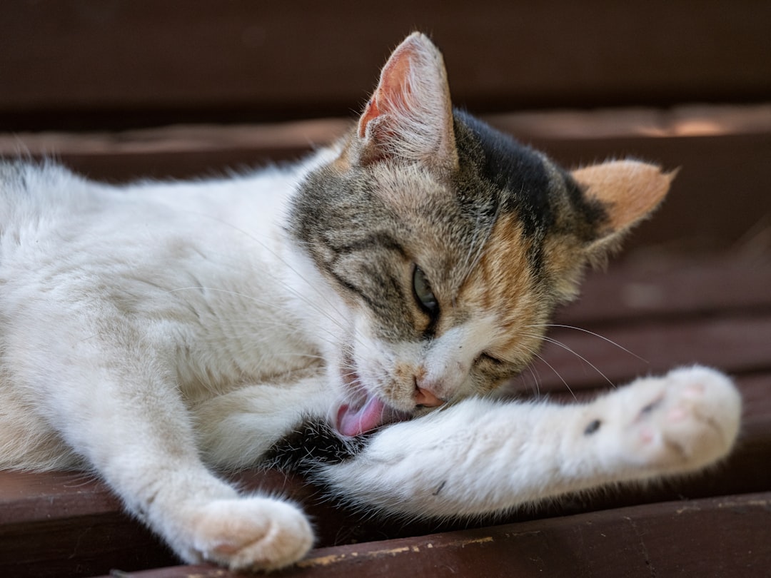 Cat odor eliminator products for litter boxes, carpets, and pet areas to keep homes fresh and clean