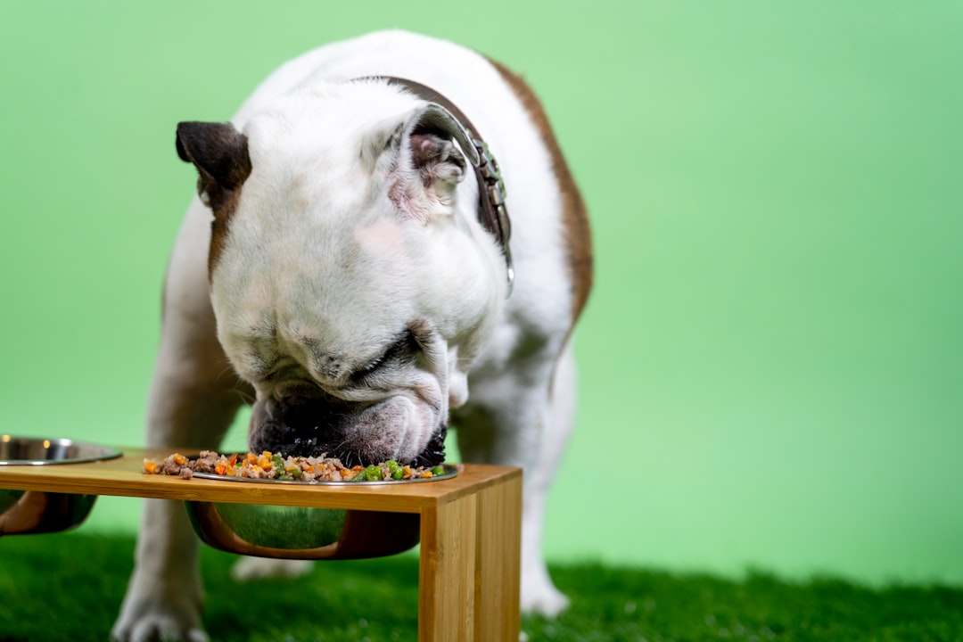 Automatic dog feeders and water dispensers for easy pet feeding and hydration