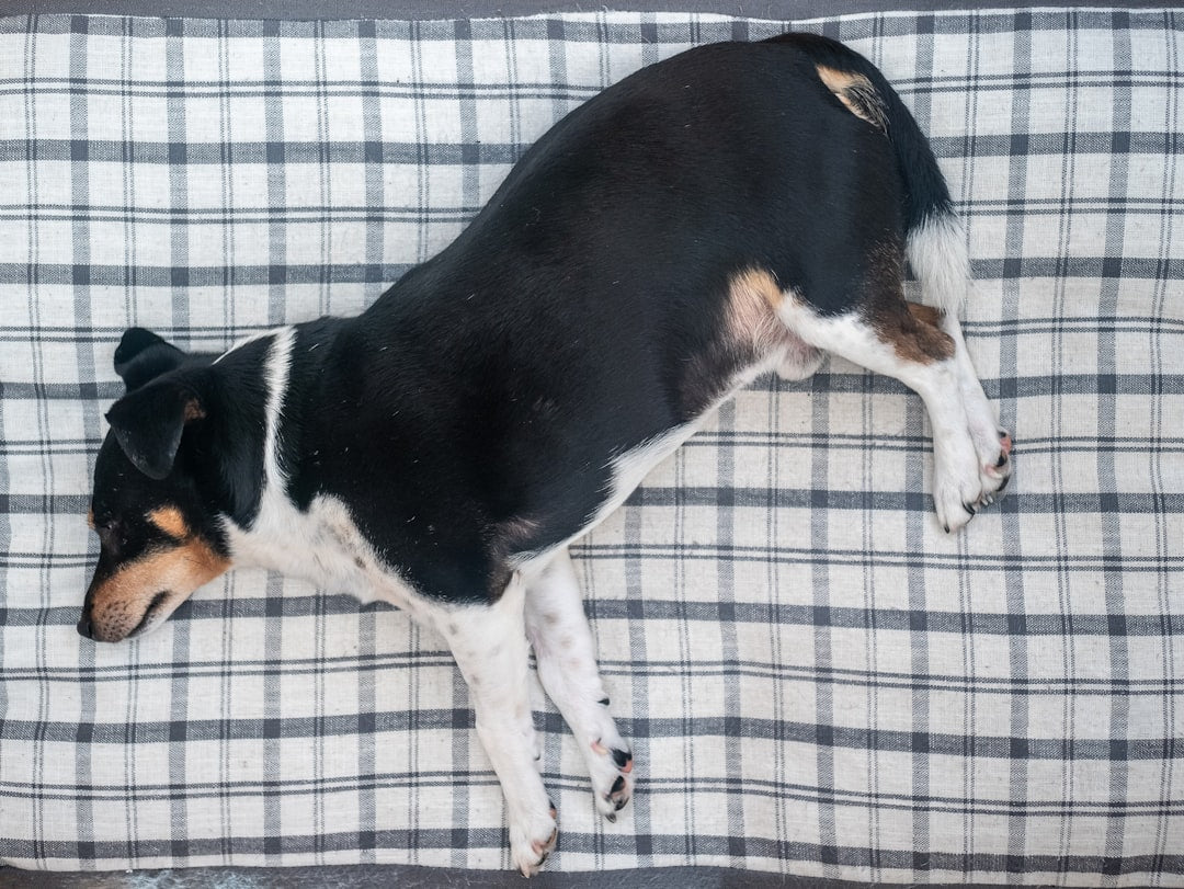Comfortable orthopedic dog beds with supportive memory foam for joint health and better sleep