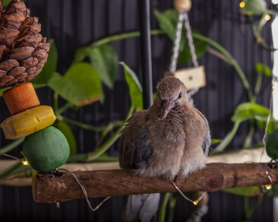 Bird foraging toys that encourage natural searching and exploring behaviors for mental stimulation