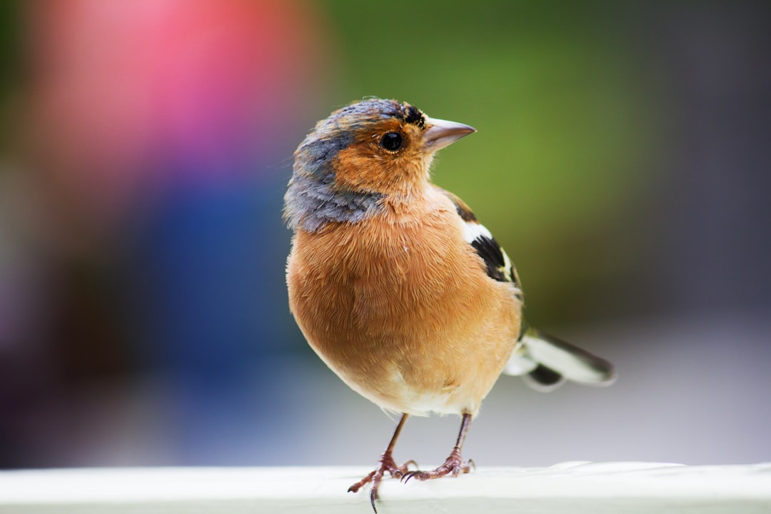 Bird health and comfort supplies including vitamins, supplements, and wellness products for pet birds