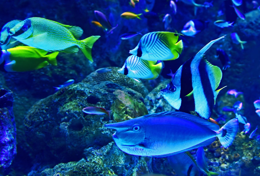 Large fish tank with sturdy stand providing spacious aquarium system for serious fish enthusiasts