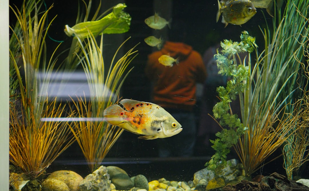 Aquarium algae scrapers and fish nets for easy tank cleaning and maintenance