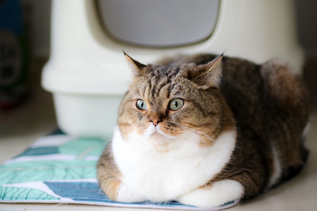 Cat waste scoopers and litter cleaning tools for easy and hygienic litter box maintenance