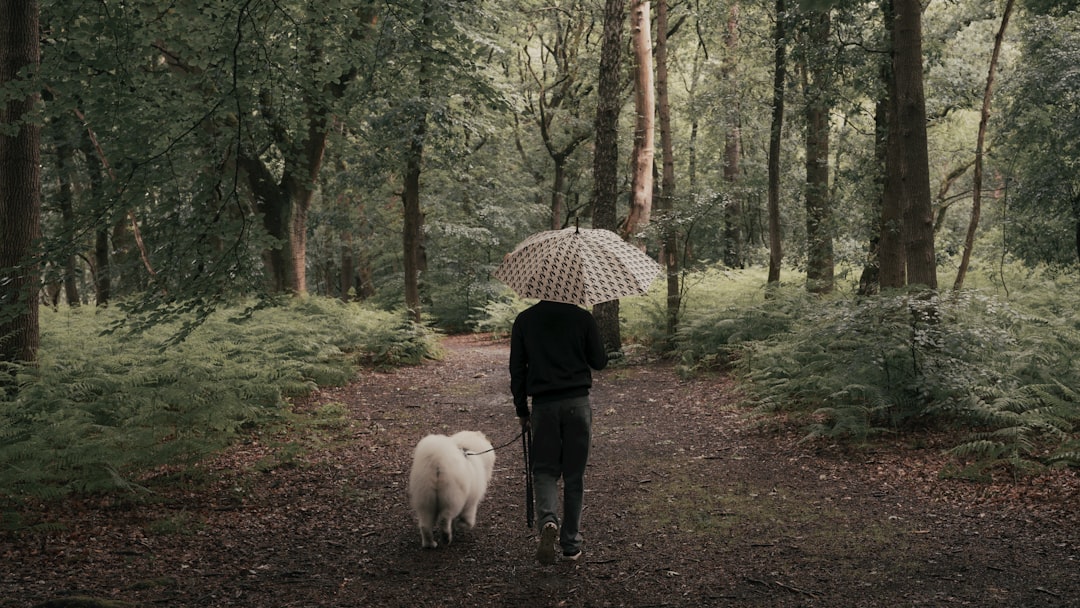 Waterproof dog rain coats in various sizes and colors to keep pets dry during walks