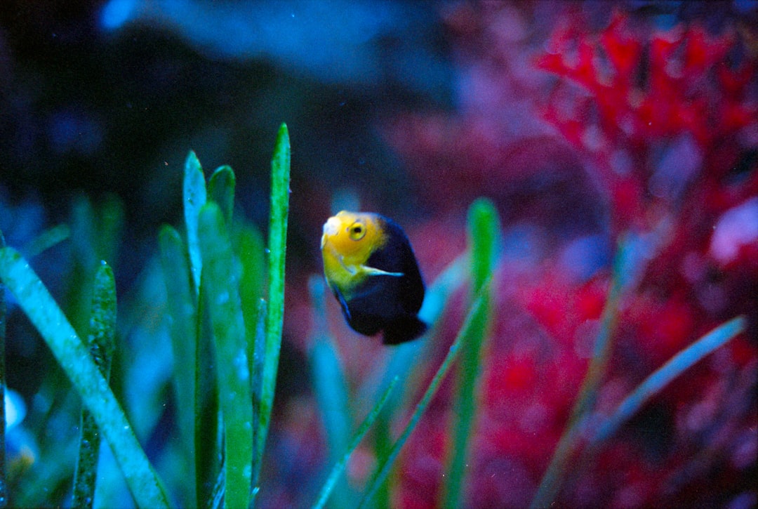 Small nano fish tanks perfect for desks and countertops with space-saving aquarium designs