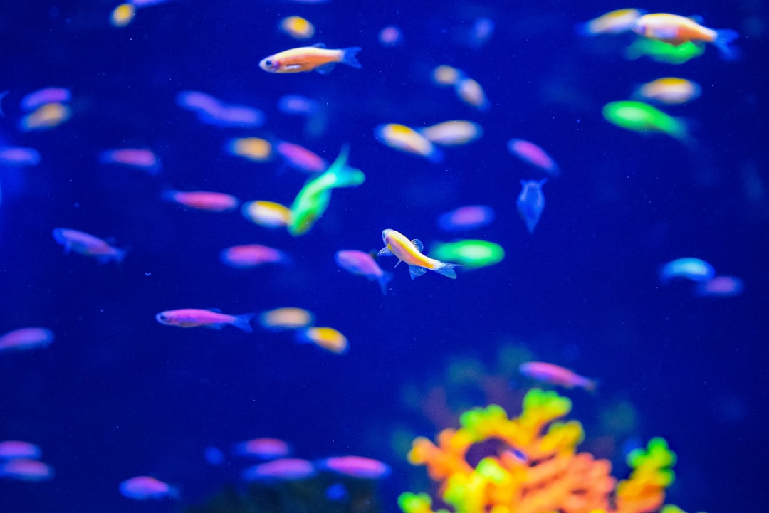 Colorful aquarium decorations and fish care products for creating beautiful underwater environments