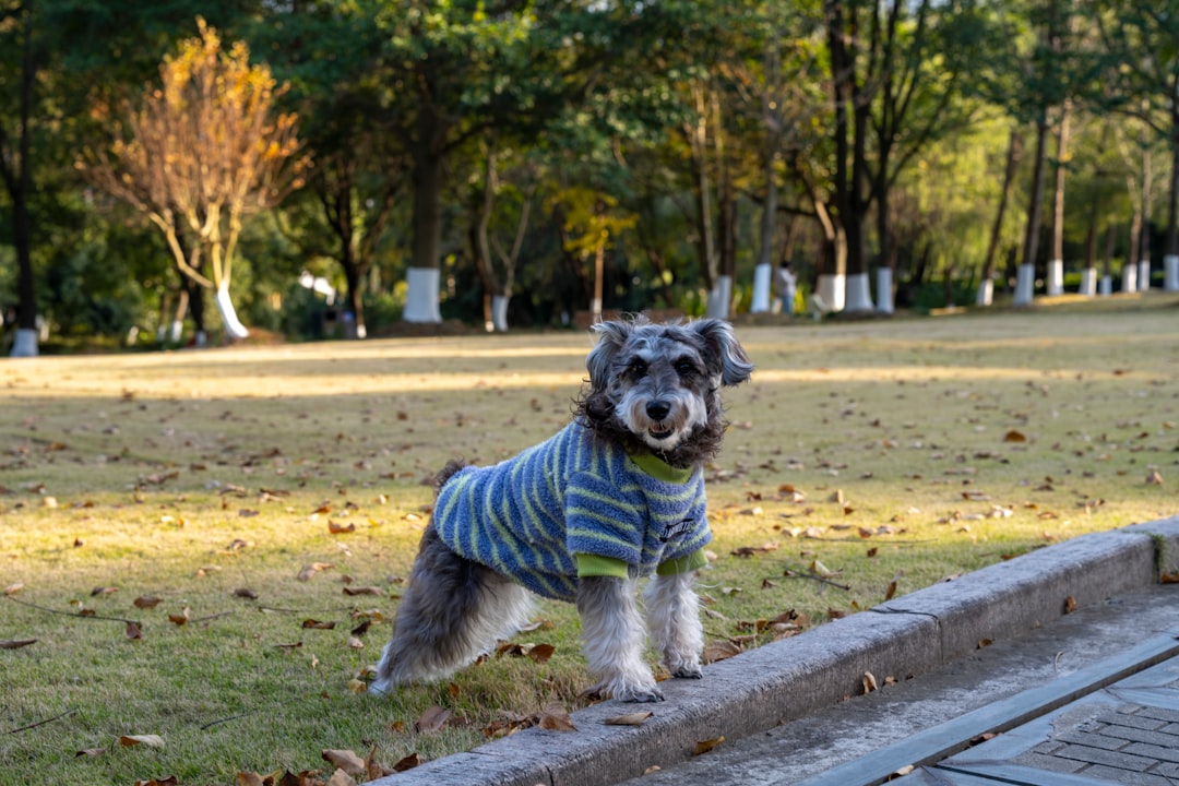 Cozy autumn pet sweaters and waterproof gear for dogs and cats during fall season adventures