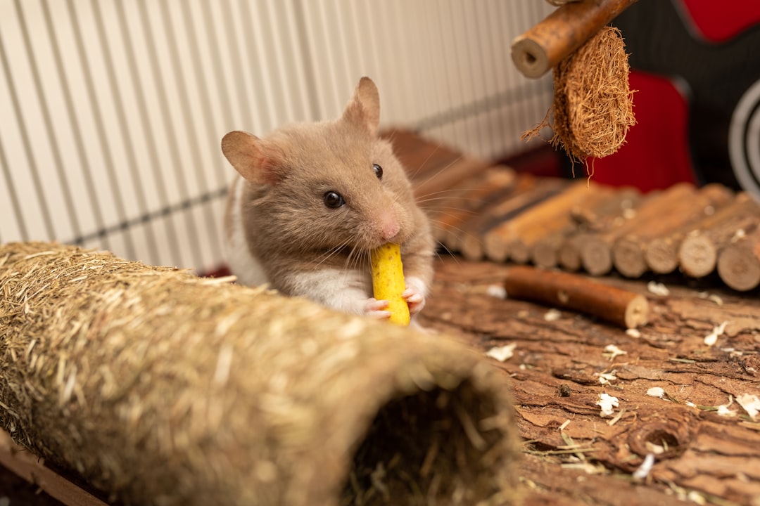 Small pet chew toys and wooden blocks for dental health and entertainment for rabbits hamsters guinea pigs
