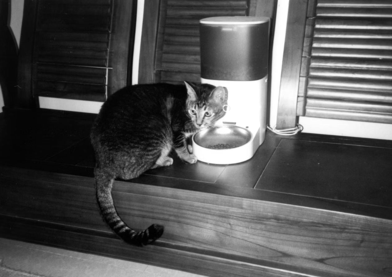 Automatic cat feeders for easy pet feeding and healthy mealtime routines