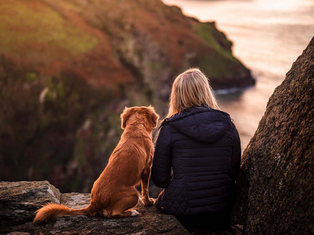 Dog training equipment and travel gear including carriers, harnesses, and portable tools for safe adventures