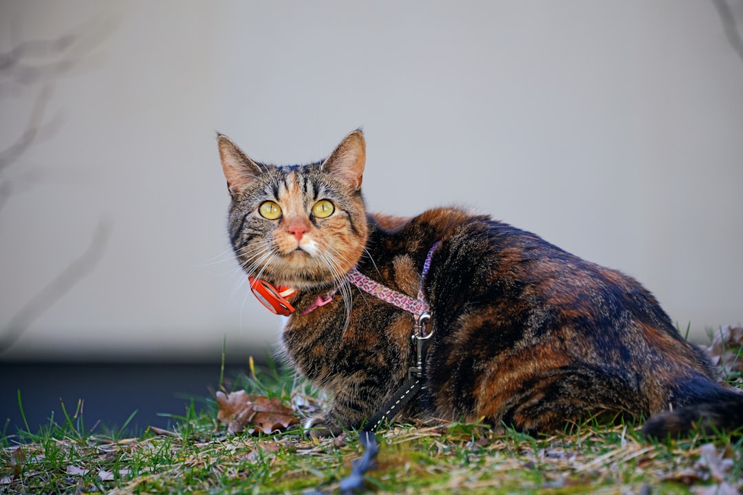 Cat collars and ID tags in various colors and styles for feline safety and identification