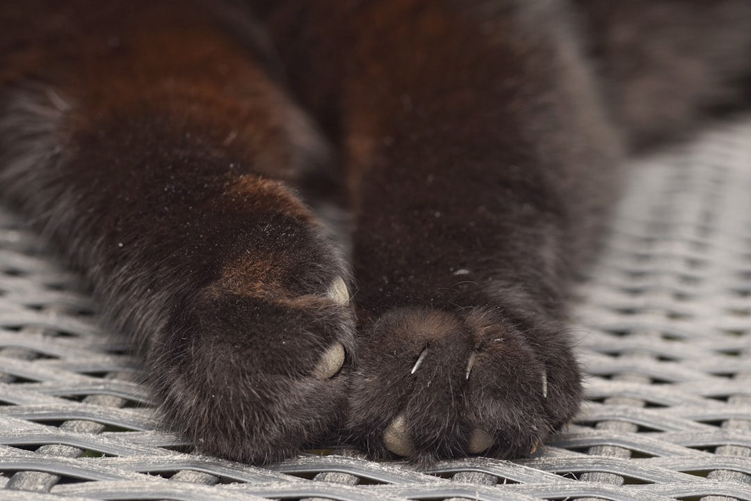 Cat nail trimmers and clippers for safe at-home pedicures and healthy claw maintenance