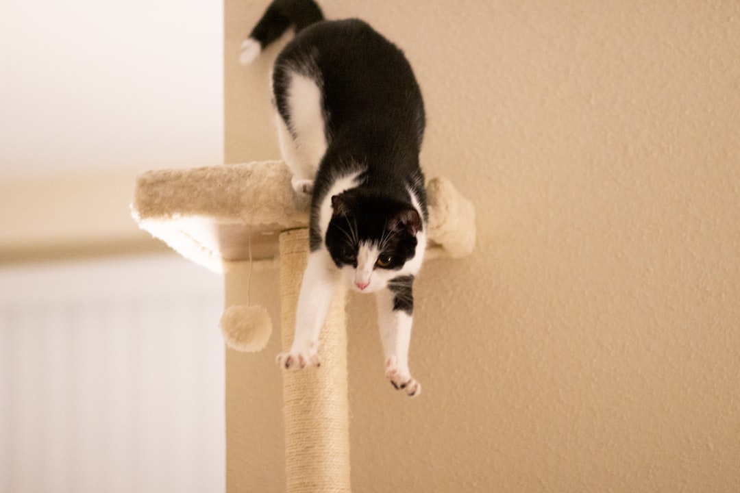 Multi-level cat tree with cozy condos and scratching posts for indoor cats to climb, rest and play