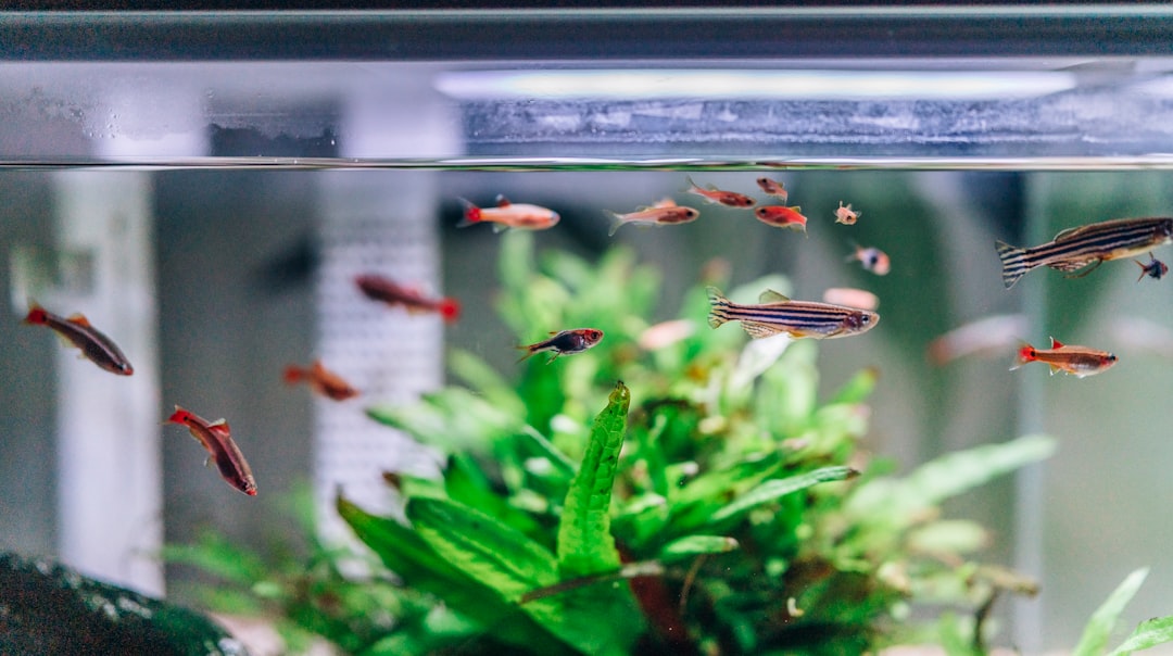 Aquarium heaters and thermostats for maintaining optimal water temperature in fish tanks