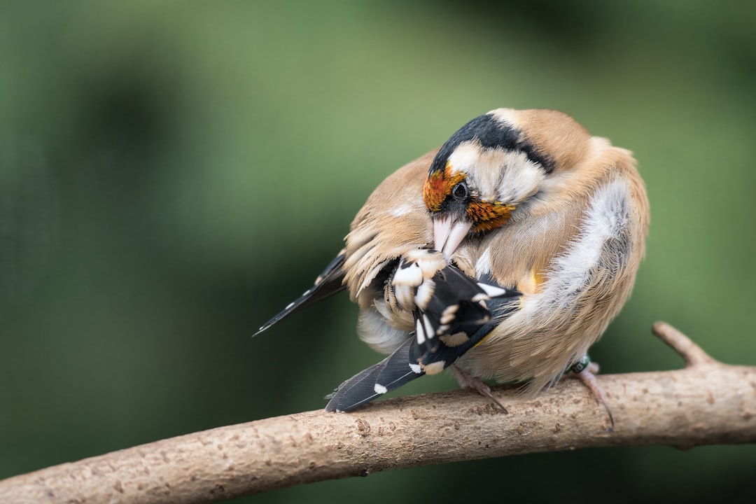 Bird beak and nail care tools for healthy grooming and trimming of pet birds