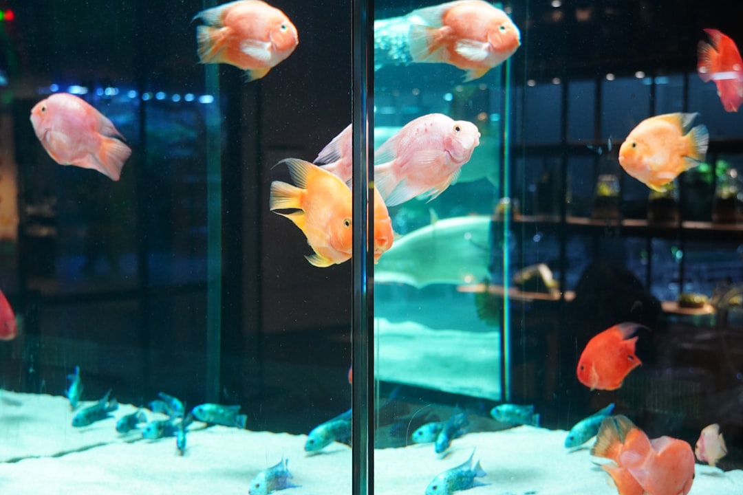 Colorful tropical fish swimming in a well-maintained aquarium with plants and decorations