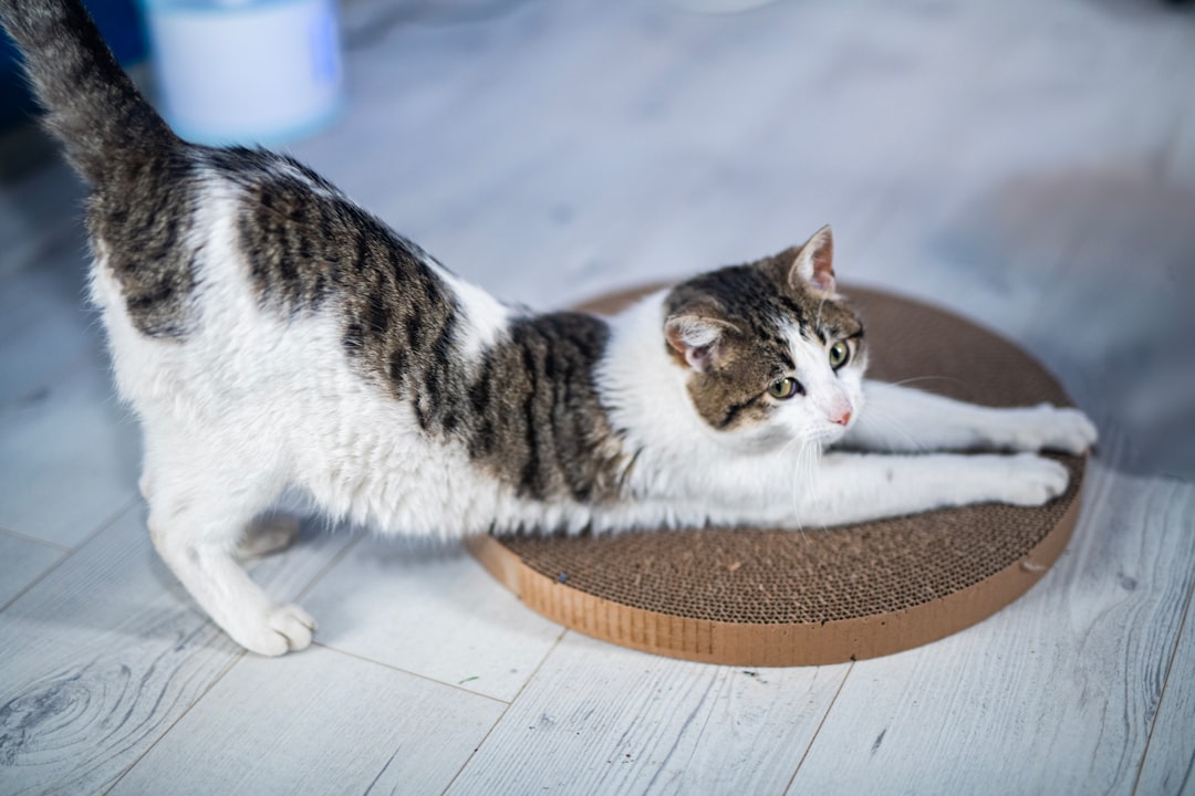 Cat scratching posts and pads for healthy claws and furniture protection