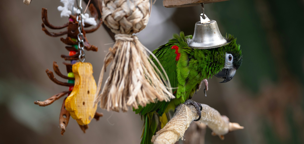 Colorful bird accessories including perches, toys, and feeding supplies for pet parrots and songbirds