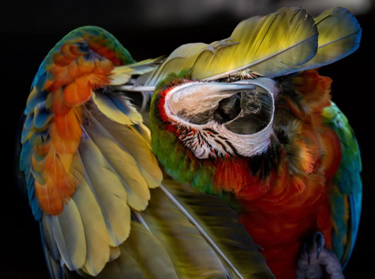 Birds