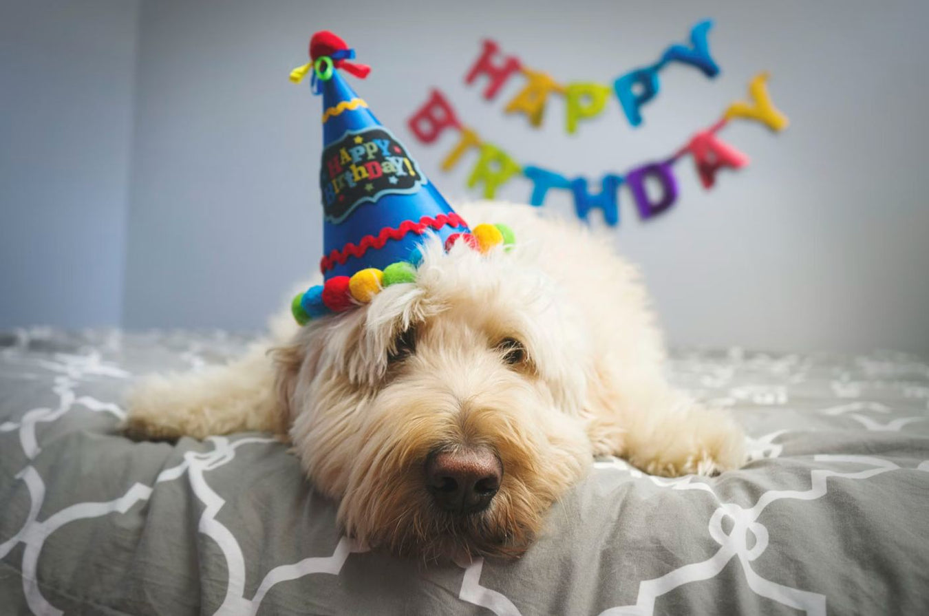 Make your furry friend's special day unforgettable
