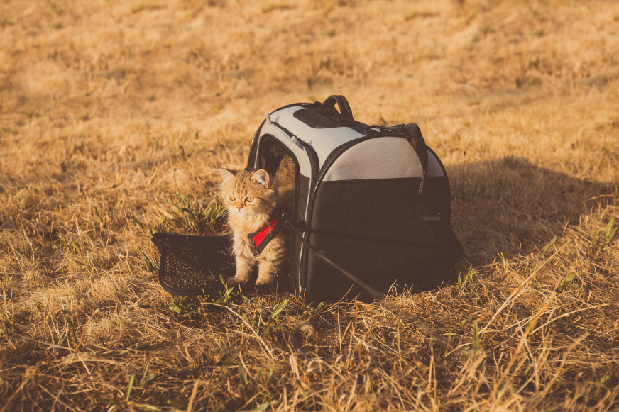 Comfortable cat carriers and travel bags for safe pet transportation and adventures