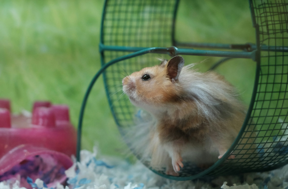 Small pet exercise wheel for hamsters and gerbils to stay active and healthy indoors
