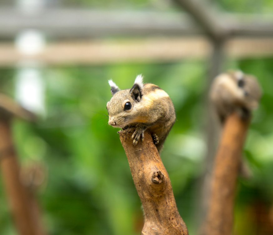 Exercise pens for small pets like rabbits, guinea pigs, and ferrets to create safe play areas