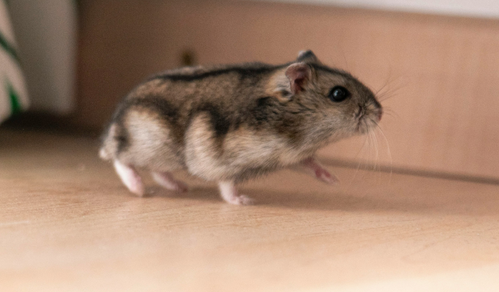 Well-ventilated screen enclosure cage providing safe habitat for small pets like rabbits and guinea pigs