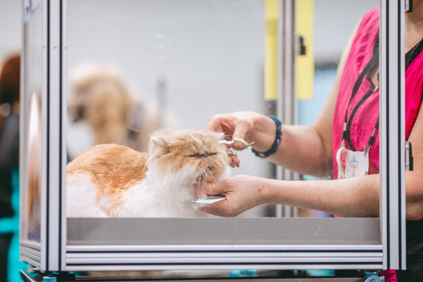 Cat grooming tools and health supplies including brushes, nail clippers, and wellness products